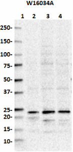 W16034A_Biotin_Rab7A_Antibody_122117