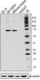 W16079A_PURE_SARM1_Antibody_042017