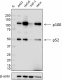 W16082A_PURE_NF-kappaB2_Antibody_0_WB_030617