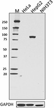 W16098A_PURE_Prox1_Antibody_051017
