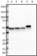 W16108A_HRP_Flotillin-1_Antibody_022218