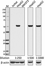 W16121C_PURE_NFIL3_Antibody_1_070317