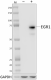 W16161B_PURE_EGR1_Antibody_1_121420