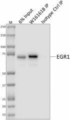 W16161B_PURE_EGR1_Antibody_3_121420
