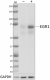 W16161B_PURE_EGR1_Antibody_4_121420