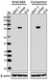 W16168A_PURE_TCF12_Antibody_061417