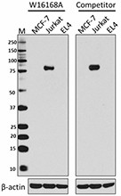 W16168A_PURE_TCF12_Antibody_061417