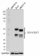 W16175A_PURE_TCF1_Antibody_1_073119.png