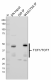 W16175A_PURE_TCF1_Antibody_2_073119.png