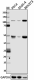 W16200A_PURE_NF-kB_Antibody_092817