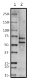 W16207A_HRP_FBXO7_Antibody_1_100218