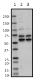 W16207A_HRP_FBXO7_Antibody_2_100218