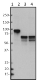 W16207A_PURE_FBXO7_Antibody_1_052118