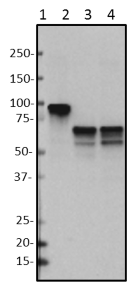 W16207A_PURE_FBXO7_Antibody_1_052118
