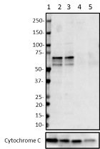 W16207A_PURE_FBXO7_Antibody_3_052118