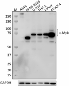 W16209A_PURE_c-Myb_Antibody_1_022420