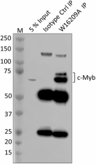 W16209A_PURE_c-Myb_Antibody_2_022420