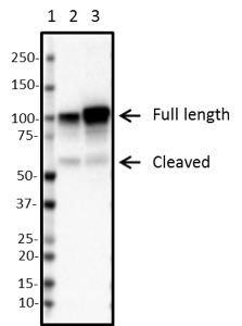W17028A_HRP_ATF6_Antibody_072518