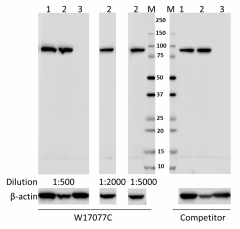 W17077C_PURE_Calnexin_Antibody_1_022118