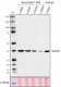 W17079A_DB-HRP_GAPDH_Antibody_2_WB_022824