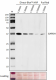 W17079A_DB-HRP_GAPDH_Antibody_3_WB_022824