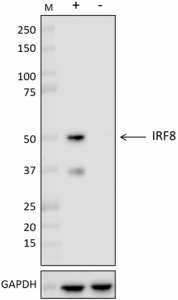 W17160D_PURE_IRF8_Antibody_1_072919