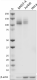 c. W17189A_PURE_Bcl11b_Antibody_WB_051223