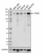 W17208B_PURE_PER1_Antibody_1_031120_updated.png