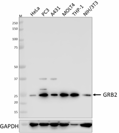 W17230A_PURE_GRB2_Antibody_062519