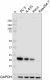 W17239A_PURE_Cyclophilin-D_Antibody_1_091119_updated