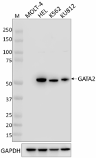 W17242A_Purified_GATA2_Antibody_1_100120