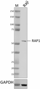 W18011A_PURE_RAP1_Antibody_2_072720