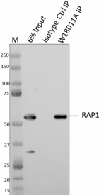 W18011A_PURE_RAP1_Antibody_3_072720