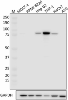 W18073A_PURE_Gelsolin_Antibody_1_072919