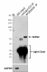 W18163A_PURE_SESN2_Antibody_2_072720.png