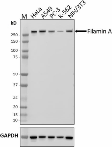 W18172E_PURE_Filamin-A_Antibody_1_072720