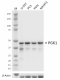 W18295A_PURE_PGK1_Antibody_1_030822