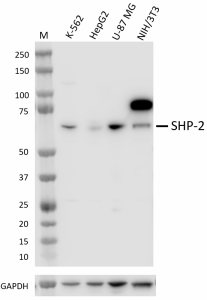 W18298A_PURE_SHP-2_Antibody_112322