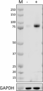 W19086B_PURE_NRF2_Antibody_1_041521