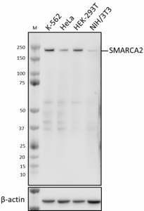 W19134A_PURE_SMARCA2_Antibody_020821