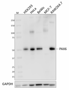 W19167A_PURE_PAX6_Antibody_1_092820