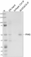 W19167A_PURE_PAX6_Antibody_2_092820.png