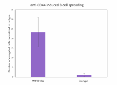 W19210A_ULEAF_CD44_Antibody_1_122022