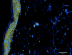 3_W19410A_PURE_eEF2_Antibody_IHC_092921.png