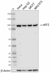 1_W19410A_PURE_eEF2_Antibody_WB_092921.png