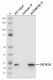 W20004B_PURE_MOB1A_Antibody_2_082021.png