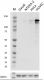 W20027B_PURE_Thrombospondin-1_Antibody_020122