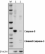 W20054B_PURE_Caspase-3_Antibody_120121