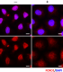W20064D_PURE_FOXO1_Antibody_3_ICC_102621.png