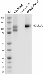 b. W20070A_PURE_KDM1A_Antibody_IP_020623